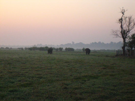 Elephanten und Sonnenaufgang