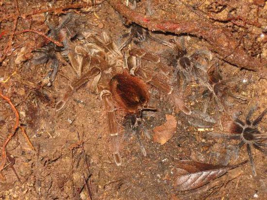 Tarantula mit Kindern auf Nahrungssuche...