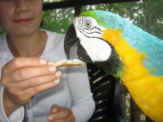 Selbst Paco kam zu unserem Abschiedsfruehstueck im Casa Tacana