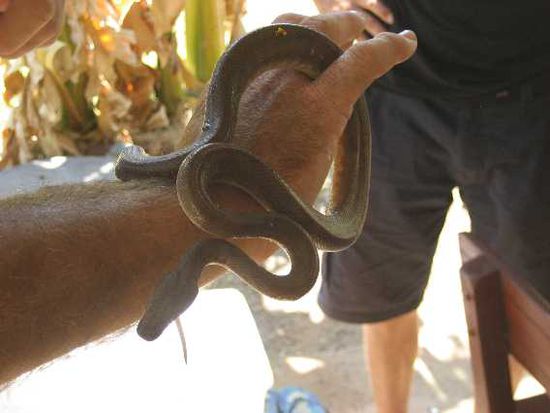 olive python, frisch vom Baum der Nachbarin