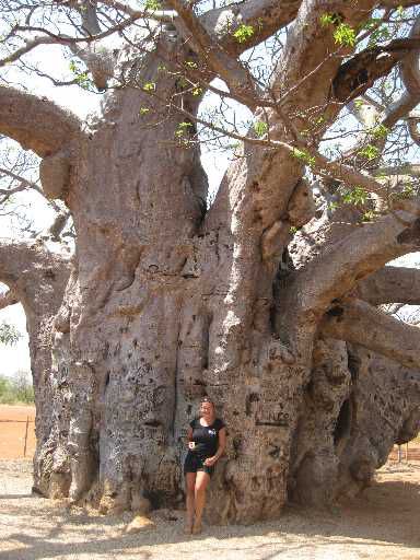 ein mords Drum Baum
