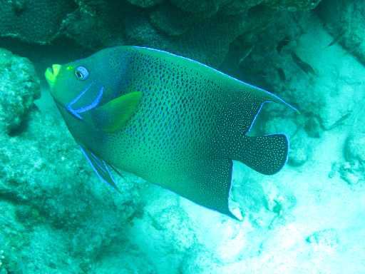 Fisch