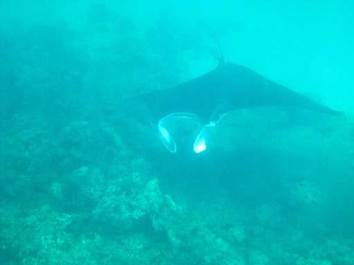 die Mantas