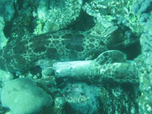 sich paarende Wobbegongs (Teppichhaie)