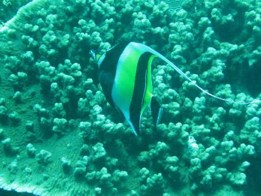 anderer Fisch