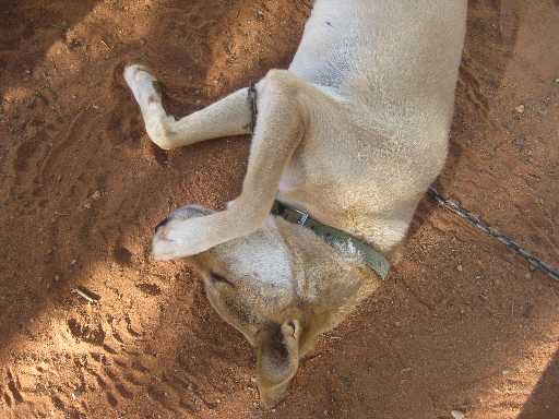 ...und der Dingo auch, wollt gleich schmusen