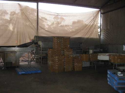packing rockmelons