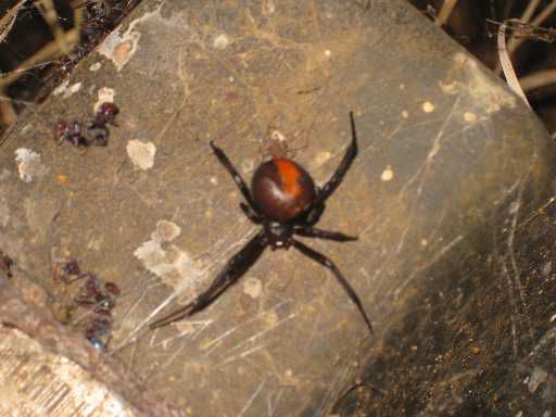 Redback Spider