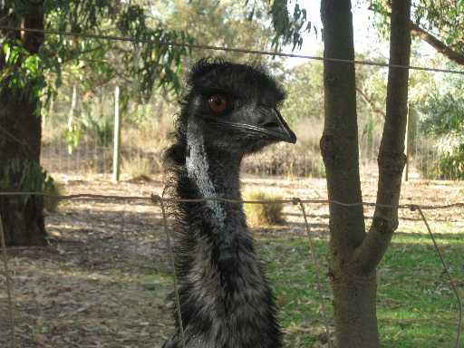 Emu bei meinem Besuch am Roadhouse