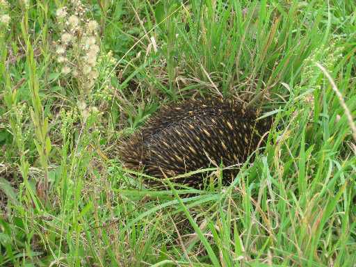 Echidna am Strassenrand, hat sich zu Tode gefuerchtet, das arme Viecherl