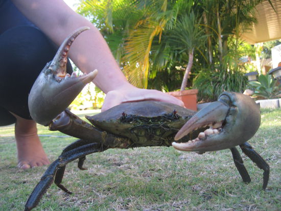 mudcrab - yummie