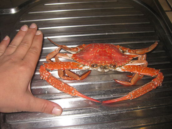 sand crab - auch yummie