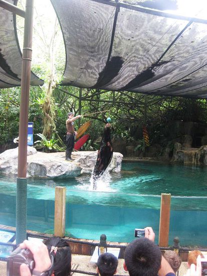 Philipp, the sealion