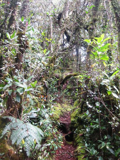 mossy forest - der Ring am Berg, auf Höhe der Wolken, die ihre gesamte Regenlast hier lassen