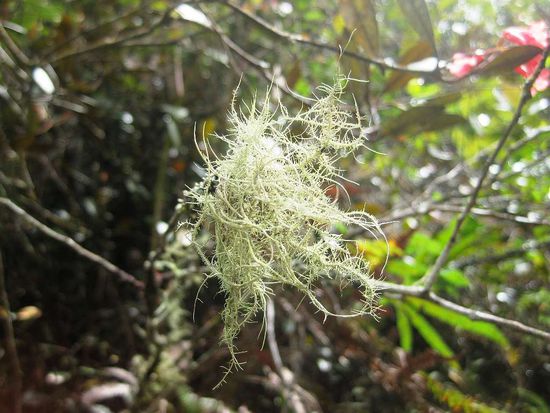 entstanden aus diesem kleinen Wollknäuel