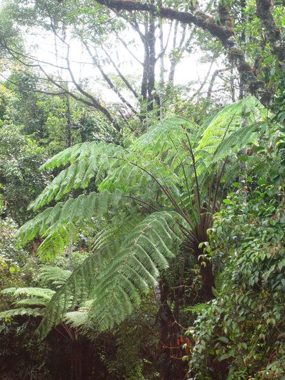 der Boden voll mit Moos, man federt weich beim gehen