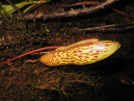 noch ein Fleischfresser