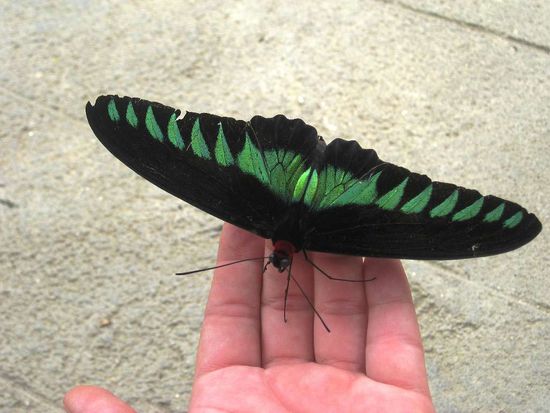 ois dürf ma anlangen