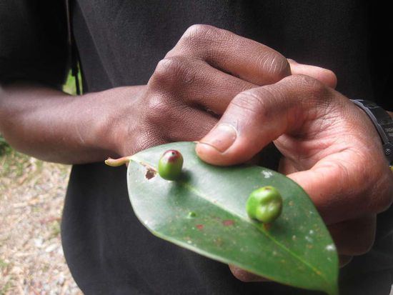 Blatt mit krebsartigen Zellveränderungen, im Gegensatz zum Menschen stirbt eine Pflanze nicht an Krebs