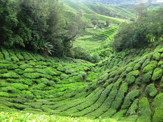 soweit das Auge reicht