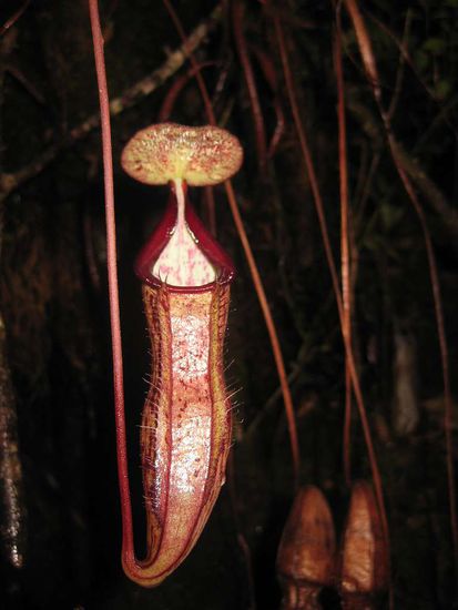 superintelligente Freßmaschine mit Regenschirm