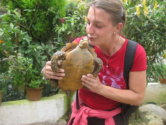 Schildkröten bringen lt. den Chinesen Glück