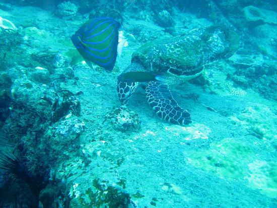 die arme Maus hat ein Bein an einen Hai verloren