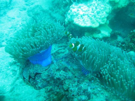 endlich.....NEMO!!!!!