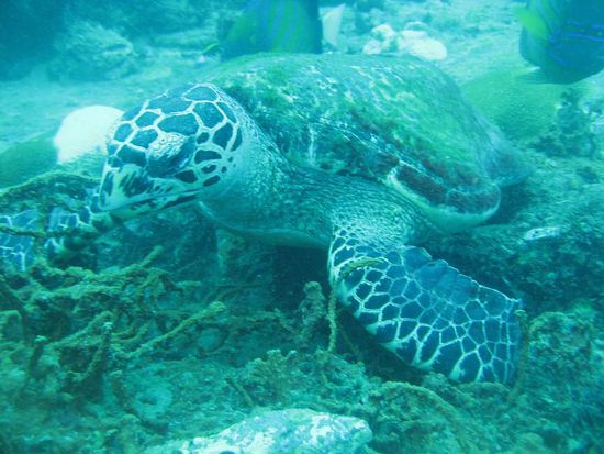 Tripod (wegen dem fehlenden Fusserl)