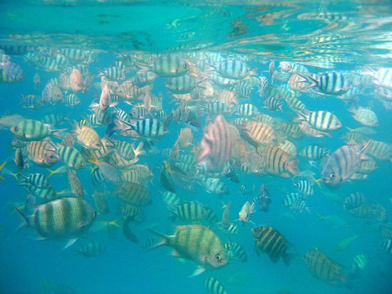 Fische,........so viele Fische