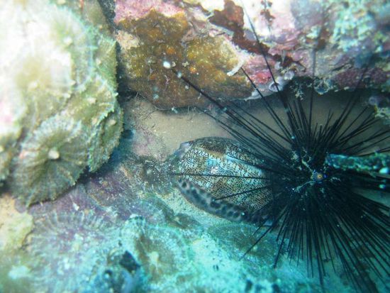 Kaurimuschel - andere kaufen die Muschel, ich seh's lieber im Meer