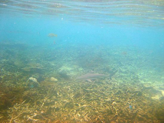 Schwarzspitzen-Riffhai