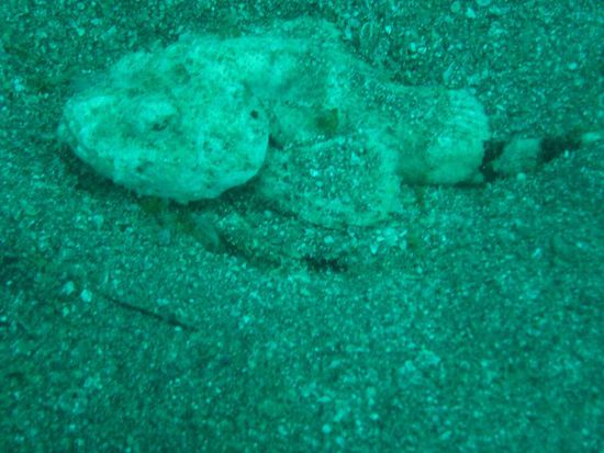 Skorpionfisch - giftig