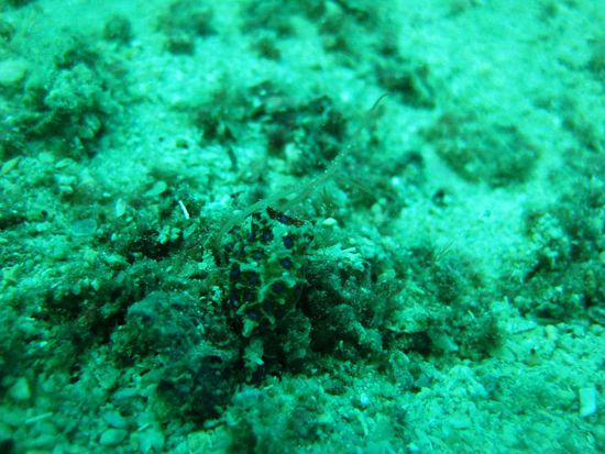 mein Highlight - ein blaugeringelter Octopus (winzig, aber giftig)