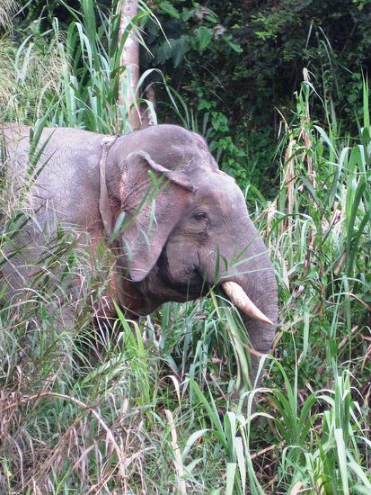 wild pygmy-elephant