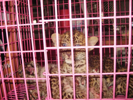 herzzerreissend, wenn sie da im Kaefig sein muessen, statt am Waldboden zu tollen....aber in Thailand kuemmert sich da niemand drum