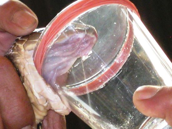 und ich sag grad zum Alex: "vielleicht ham die gar keine Giftzaehne mehr", aber siehe da, ham'se wohl!