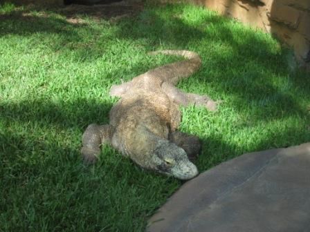 Komodo-Waran, beeindruckend !