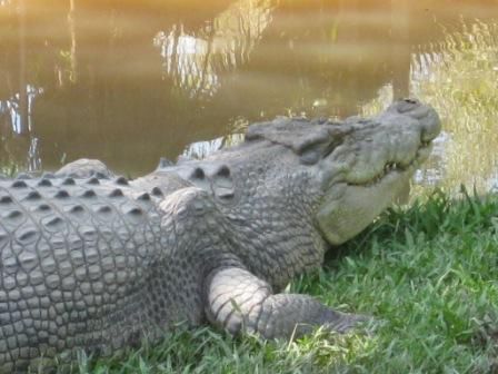 dafuer war Steve Irwin gekannt, dieser hier heisst Aggro