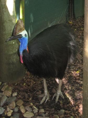ein Cassowary, ein nur in AUS lebender seltsamer Geselle