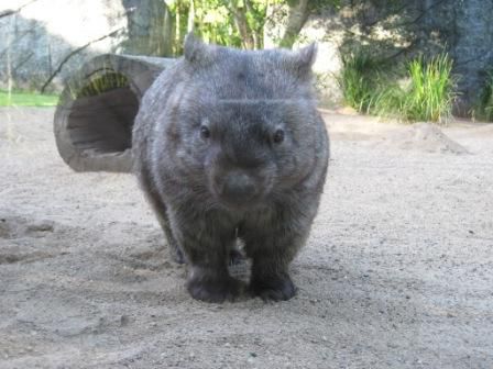 ein Wombat, Diaet folgt