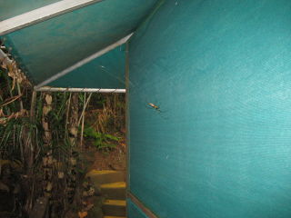 golden orb spider