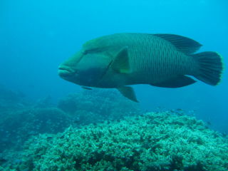 eine Maori Wrasse