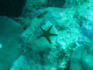 kleiner starfish