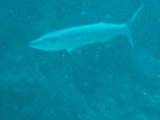 Barrakuda