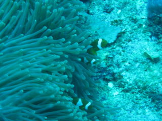 I found NEMO