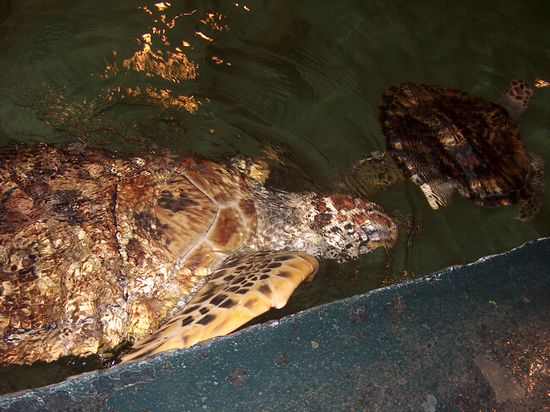 Schildkroeten im Samaui Aquarium