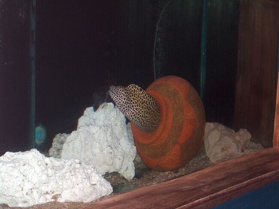 Murraene im Samui Aquarium