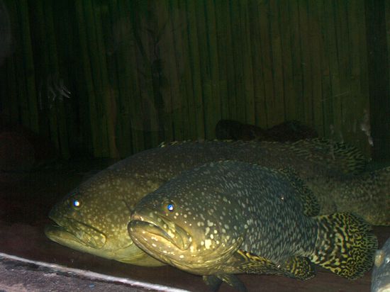 ??? Fisch im Samui Aquarium