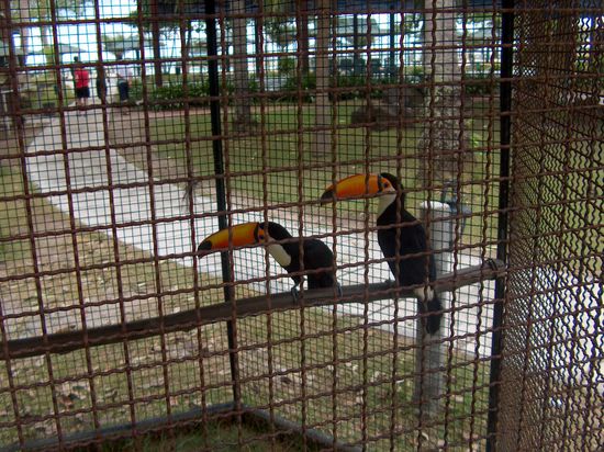 Voegel im Samui Aquarium